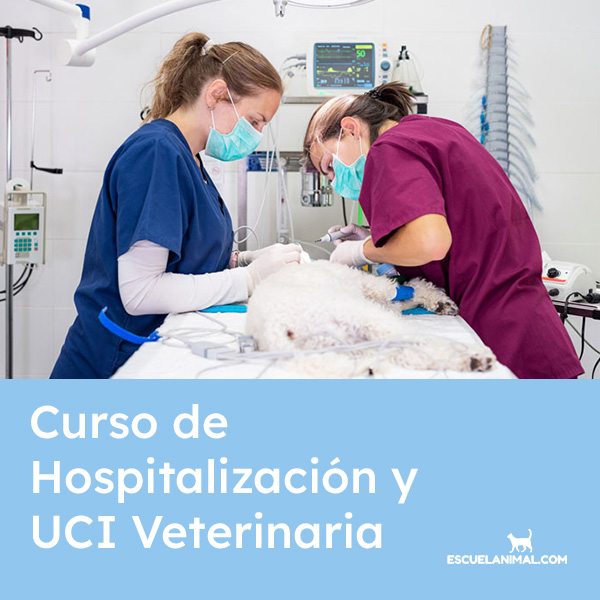 curso de hospitalizacion y uci veterinaria