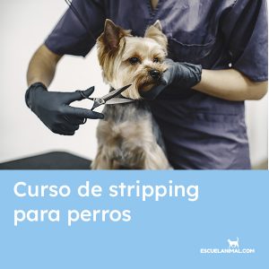 curso de stripping para perros