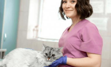 Dónde estudiar Auxiliar de Veterinaria