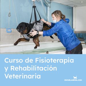 Curso de Fisioterapia y Rehabilitación Veterinaria