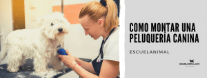 Cómo montar una peluquería canina