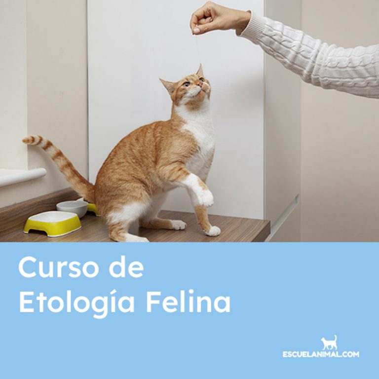 curso de etologia felina