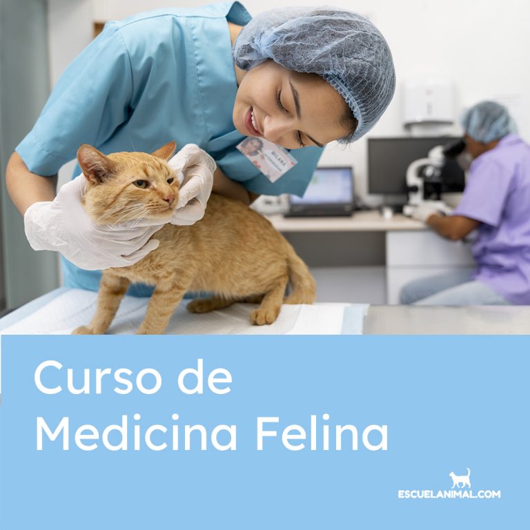 curso de medicina felina