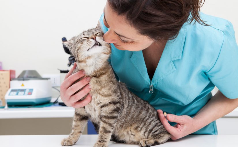 Curso de Etología Felina Online Curso de Etología Felina Online