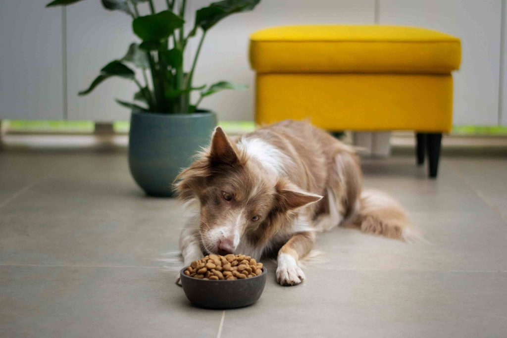 cuantas veces debe comer un perro cada dia