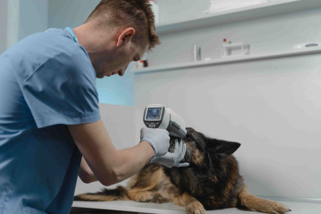 que hace un auxiliar veterinario