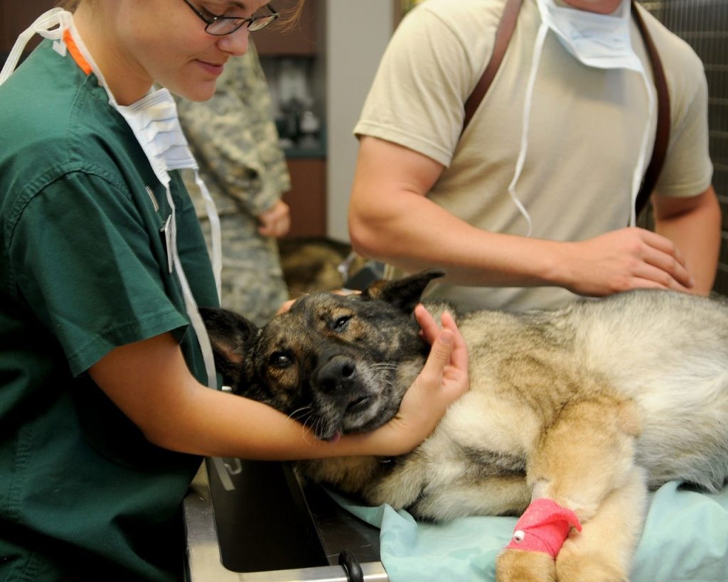 como trabajar en clínicas veterinarias
