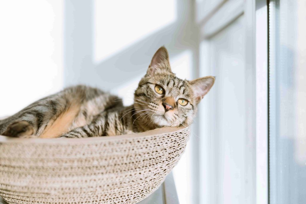 enriquecimiento ambiental para gatos