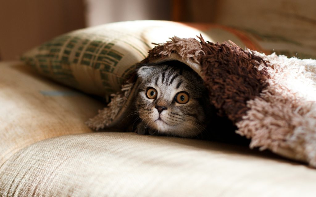 estrés en gatos
