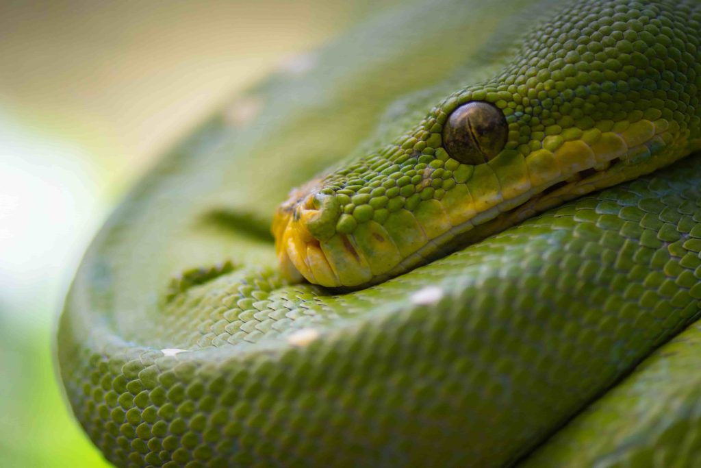 estudiar herpetologia