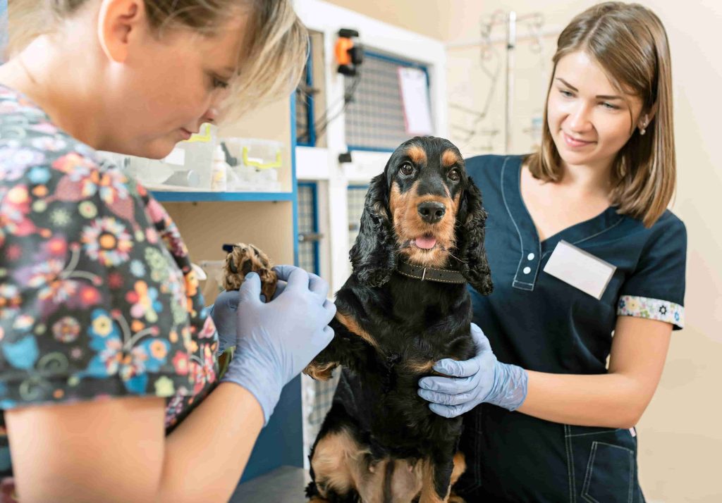 atencion al cliente en clinicas veterinarias
