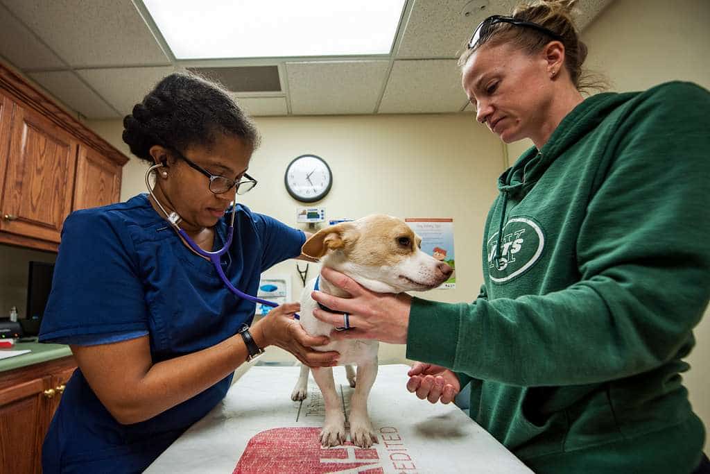 anamnesis en veterinaria