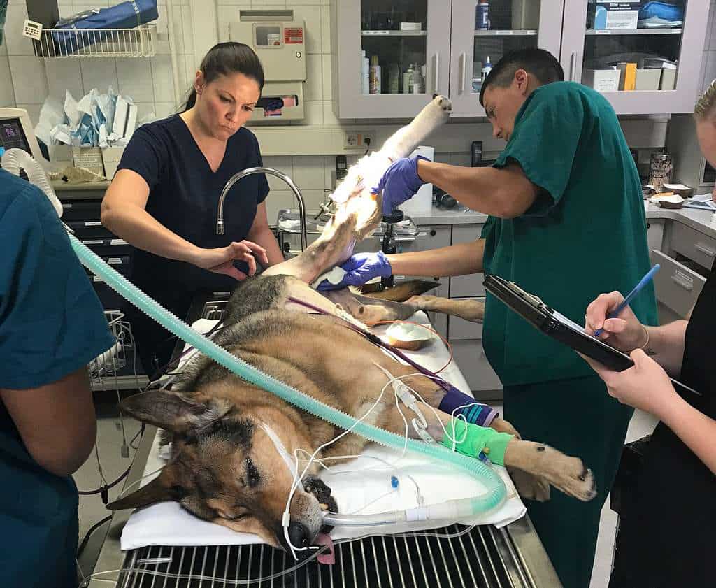 anamnesis en veterinaria