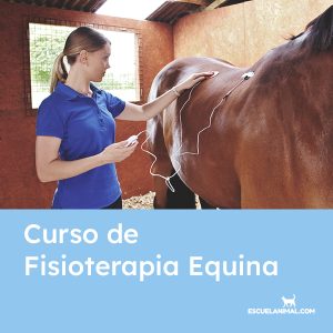 curso de fisioterapia equina online