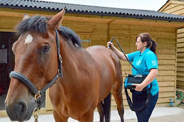 curso online de fisioterapia equina