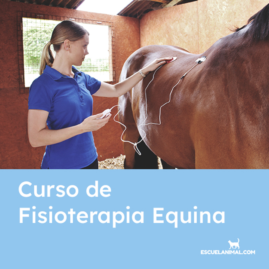 curso fisioterapia equina