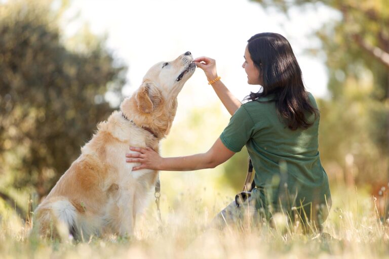 curso residencias caninas