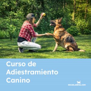 curso de adiestramiento canino online