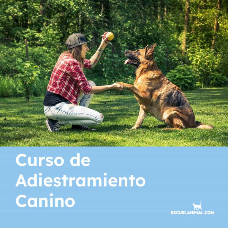curso de adiestramiento canino online