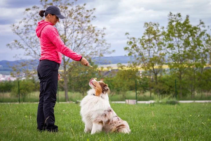 curso de adiestramiento canino