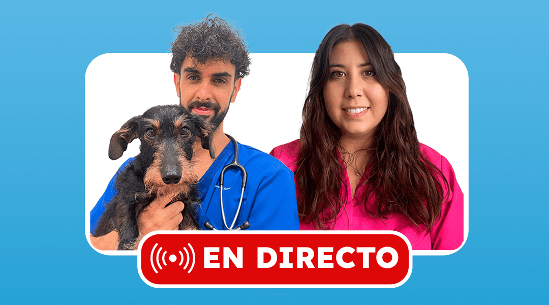 clase en directo con veterinarios