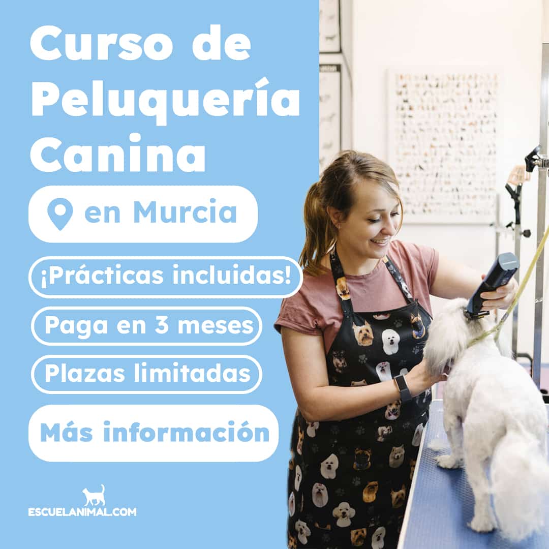 curso de peluqueria canina en murcia