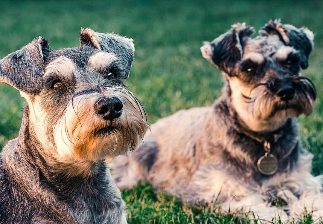 depresión canina
