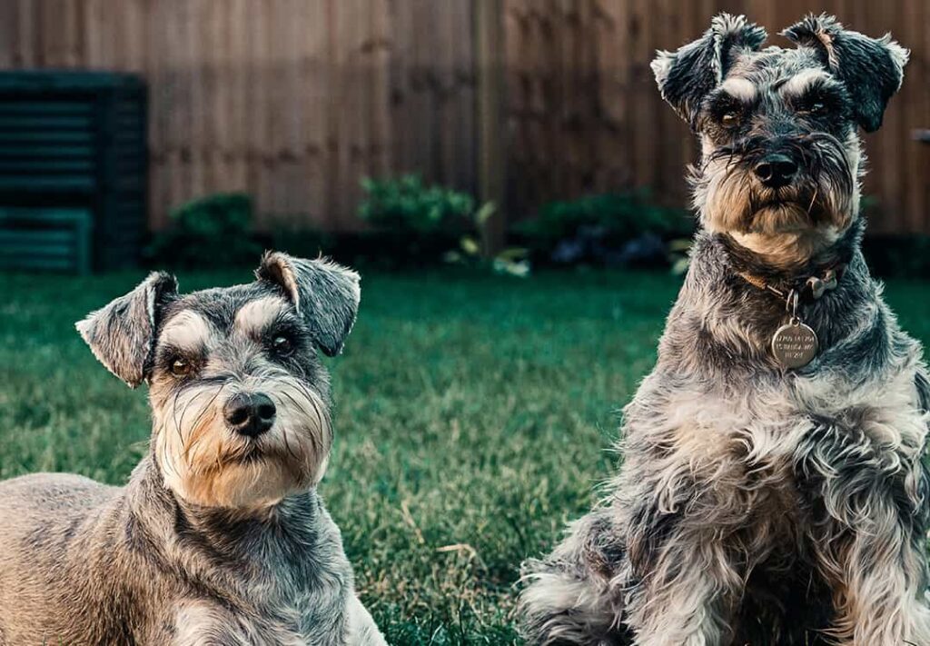 depresión en perros