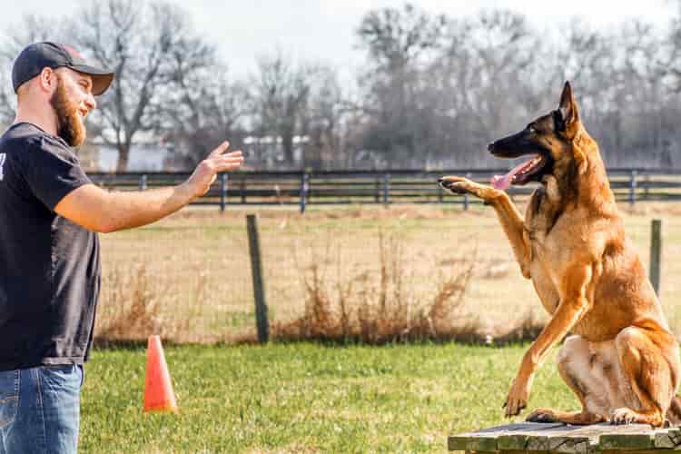 licencia de adiestrador canino profesional