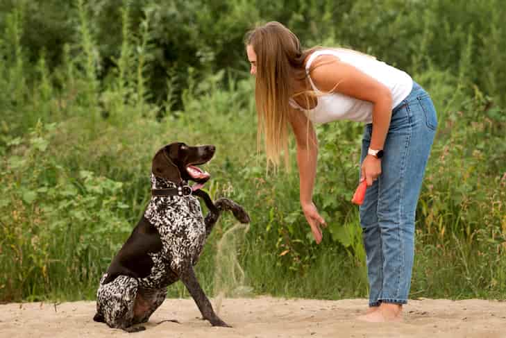 como tener la licencia de adiestrador canino