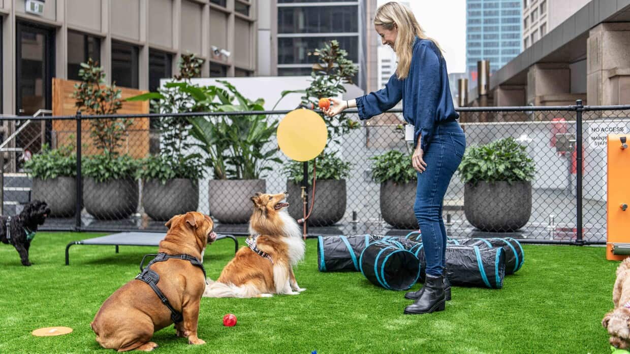 residencias caninas que son y como funcionan