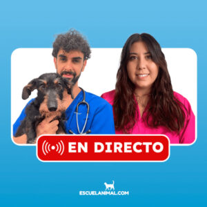 clases en directo con veterinarios