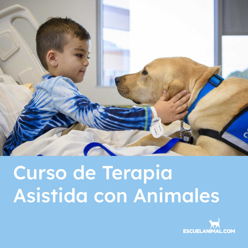 curso de terapia asistida con animales