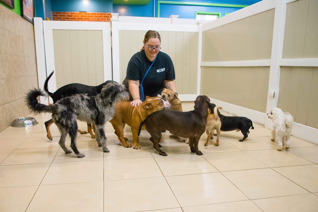 como montar una residencia canina