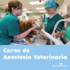 curso de anestesia veterinaria escuelanimal
