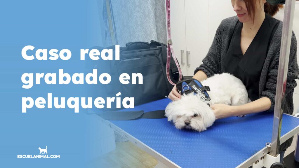 curso de peluqueria canina con practicas