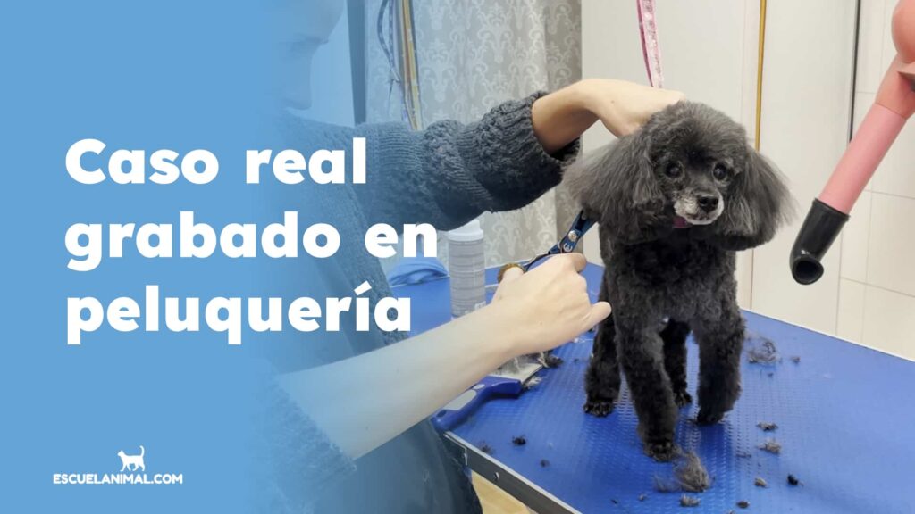 curso de peluqueria canina escuelanimal