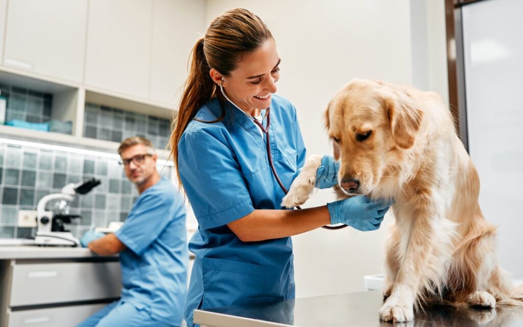 C mo Trabajar En Hospitales Veterinarios Consejos Clave Escuelanimal