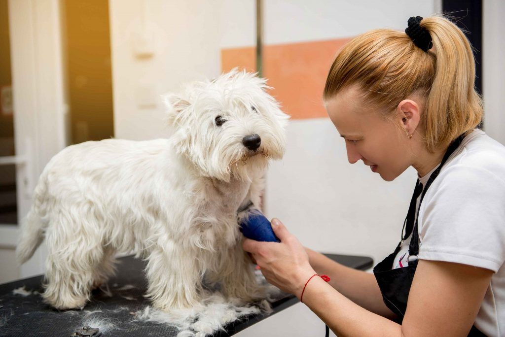 curso de peluqueria canina
