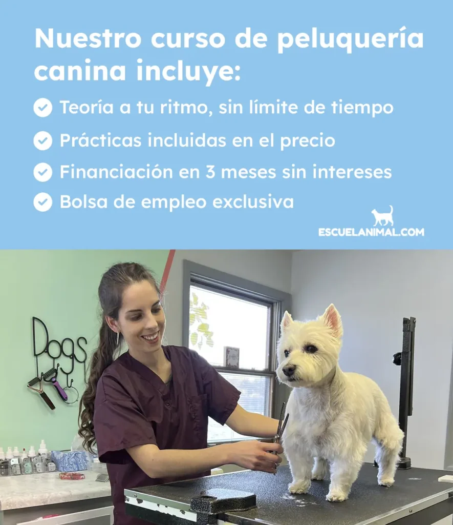curso de peluqueria canina con practicas a coruña
