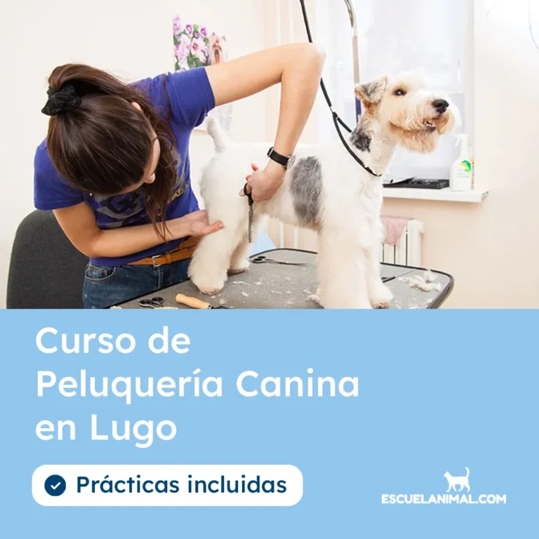 curso de peluqueria canina en lugo
