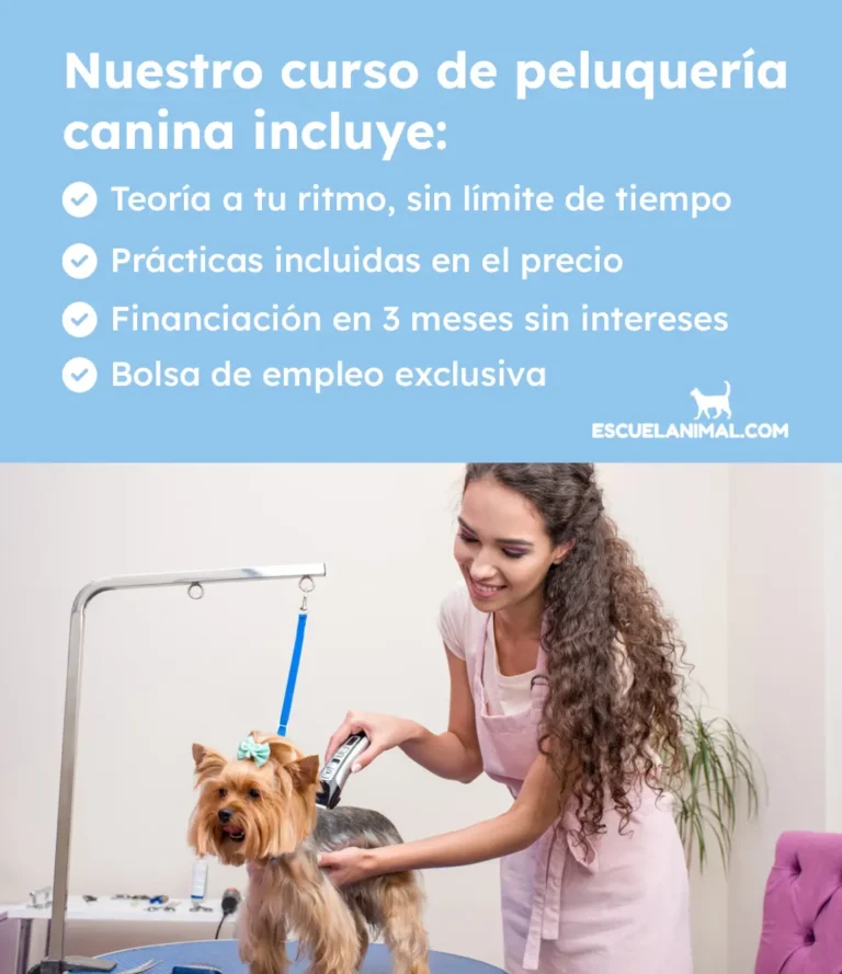 curso de peluqueria canina barcelona