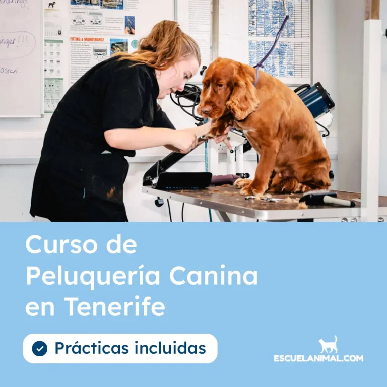 curso de peluqueria canina en Tenerife