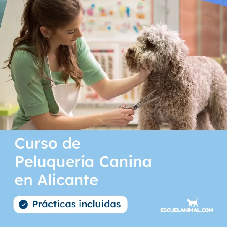 curso de peluqueria canina en alicante