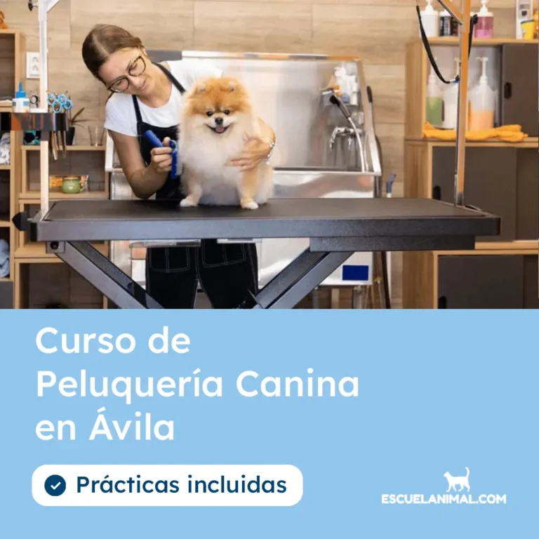curso de peluqueria canina en avila
