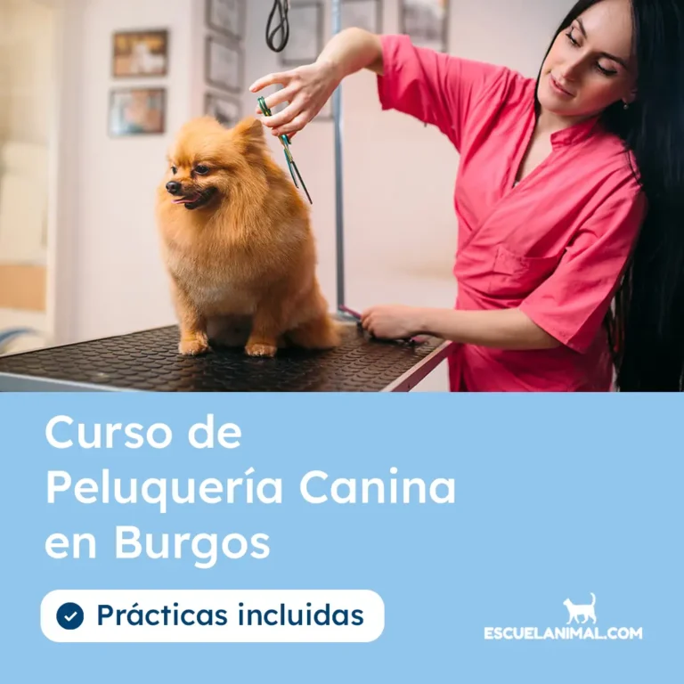 curso de peluqueria canina en burgos