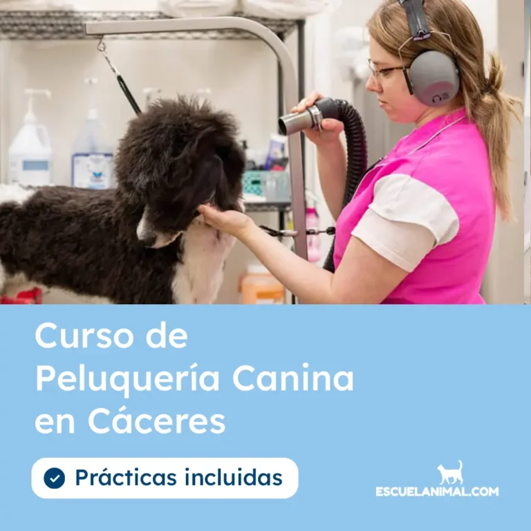 curso de peluqueria canina en caceres