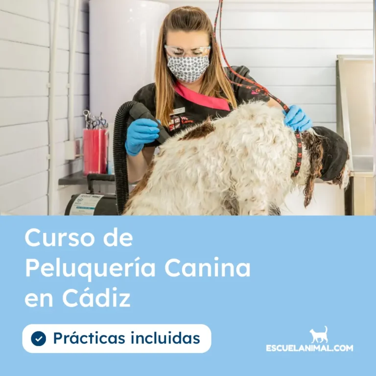 curso de peluqueria canina en cadiz