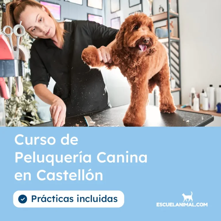 curso de peluqueria canina en castellon