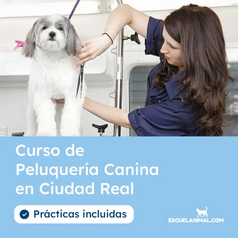 curso de peluqueria canina en ciudad real